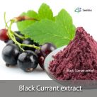 Black Currant extract